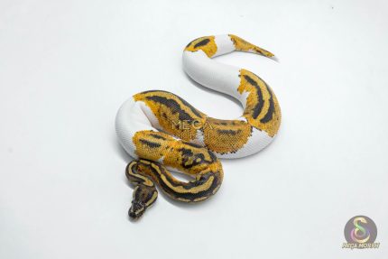 6141 0.1 YELLOW BELLY GENE-X PIED