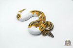 6141 0.1 YELLOW BELLY GENE-X PIED - Image 3