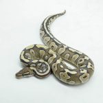 6144 0.1 MOJAVE FIRE HET CLOWN OR CRYPTIC