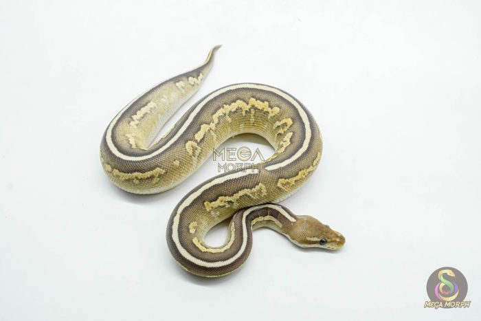 6147 0.1 CINNAMON MOJAVE FIRE HET CLOWN OR CRYPTIC - Image 2