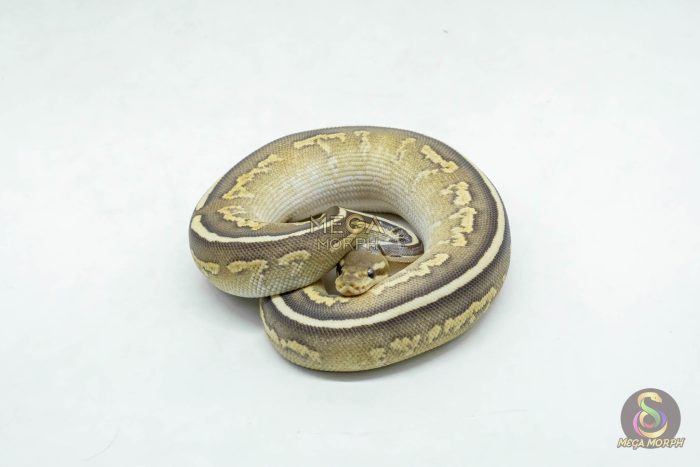 6147 0.1 CINNAMON MOJAVE FIRE HET CLOWN OR CRYPTIC - Image 3