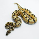 6158 1.0 ORANGE DREAM SPOTNOSE YELLOW BELLY