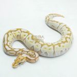 6176 0.1 ORANGE DREAM REDSTRIPE SPOTNOSE BUTTER