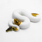 6182 1.0 CINNAMON ENCHI PIED