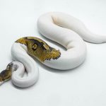 6193 1.0 CINNAMON PINTO PIED PARADOX