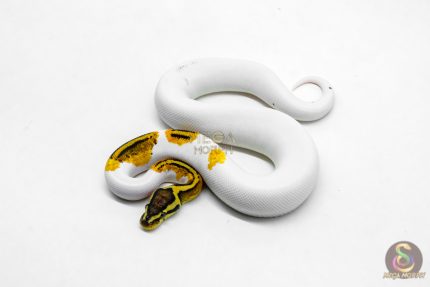 6202 1.0 OD YB PASTEL PIED