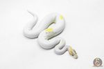 6203 1.0 IVORY PIED P.OD - Image 2