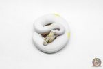 6203 1.0 IVORY PIED P.OD - Image 3