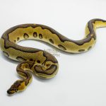 6207 0.1 BH LEO ENCHI CLOWN