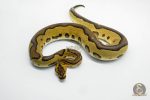 6207 0.1 BH LEO ENCHI CLOWN - Image 2