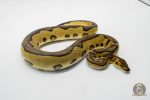 6207 0.1 BH LEO ENCHI CLOWN - Image 3