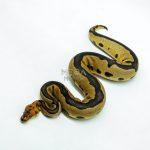 6211 1.0 LEO FIRE /RS CLOWN