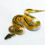 6215 1.0 HI OD YB PASTEL PIED