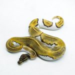 6216 1.0 MOJAVE ENCHI PIED P.YB