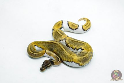 6216 1.0 MOJAVE ENCHI PIED P.YB