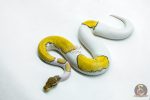 6217 0.1 HI OD MOJAVE ENCHI PIED
