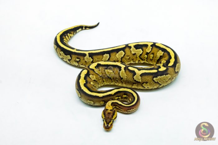 6220 0.1 CHOC SPECTOR ASPHALT 50% H.DG - Image 3