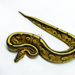 6222 0.1 CHOC ASPHALT SPECTOR 50%H.DG