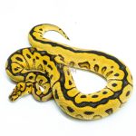 6234 0.1 SPOTNOSE FIRE CLOWN