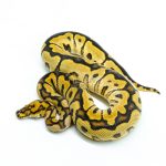 6235 0.1 SPOTNOSE FIRE CLOWN