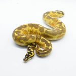 6247 1.0 LEO ENCHI FREEWAY