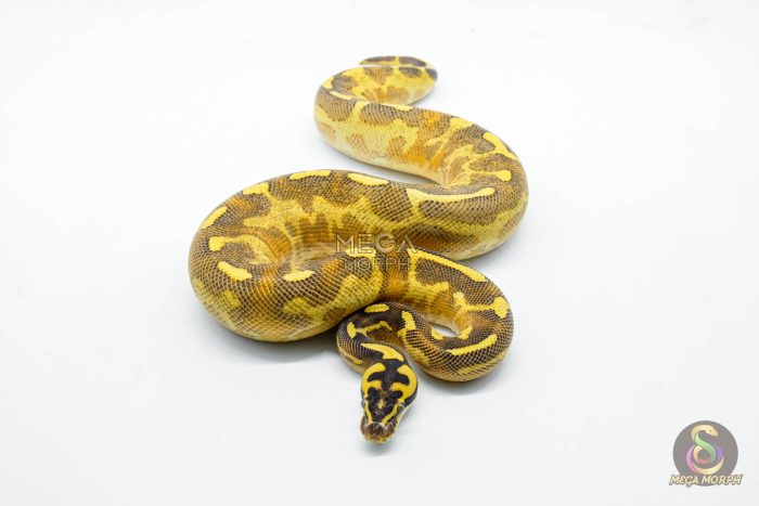 6247 1.0 LEO ENCHI FREEWAY - Image 2