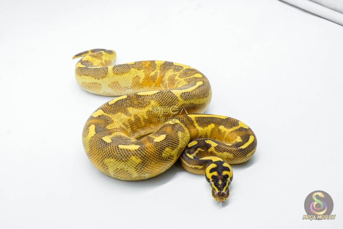 6247 1.0 LEO ENCHI FREEWAY - Image 3