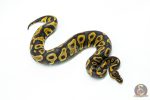 6255 0.1 LEO HRA YB - Image 2