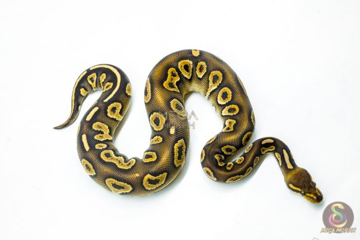 6258-2-1.jpg 6258 1.0 RAVEN MOJAVE YB P.HRA - Image 2