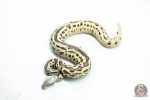 6267 0.1 LEO SPOTNOSE FIRE PASTEL H.CLOWN