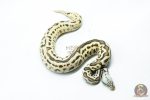 6267 0.1 LEO SPOTNOSE FIRE PASTEL H.CLOWN - Image 2