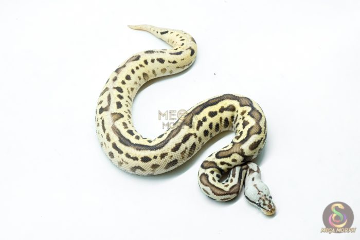 6267-2-1.jpg 6267 0.1 LEO SPOTNOSE FIRE PASTEL H.CLOWN - Image 2