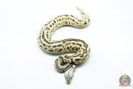 6267 0.1 LEO SPOTNOSE FIRE PASTEL H.CLOWN - Image 3