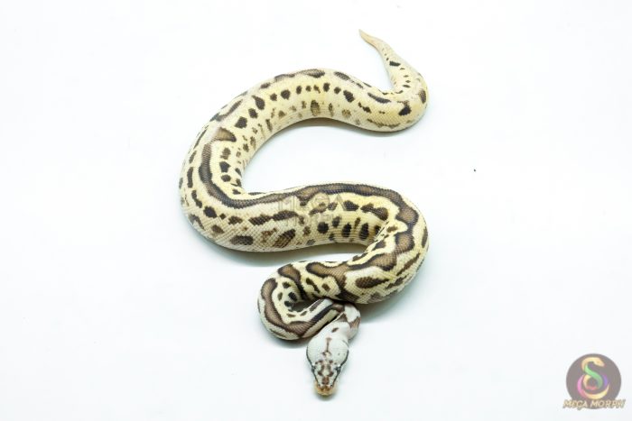 6267-3-1.jpg 6267 0.1 LEO SPOTNOSE FIRE PASTEL H.CLOWN - Image 3