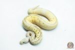6268 0.1 LEO SPOTNOSE FIRE PASTEL CLOWN