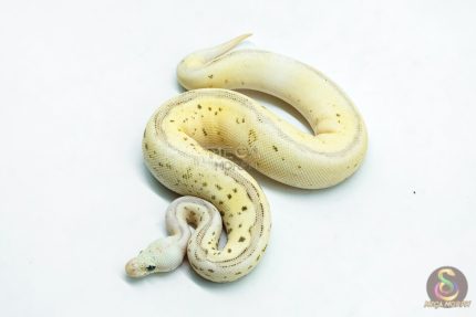 6268 0.1 LEO SPOTNOSE FIRE PASTEL CLOWN
