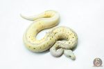 6268 0.1 LEO SPOTNOSE FIRE PASTEL CLOWN - Image 2