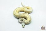 6268 0.1 LEO SPOTNOSE FIRE PASTEL CLOWN - Image 3