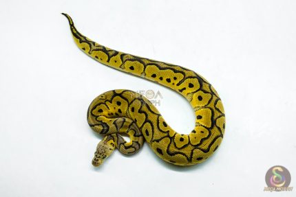 6273 0.1 PASTEL YB CLOWN