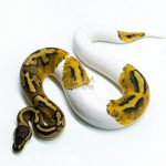 6274 0.1 RS PIED 66% H.LAV