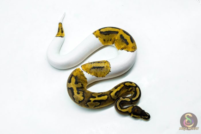 6274-2-1.jpg 6274 0.1 RS PIED 66% H.LAV - Image 2