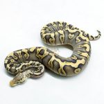 6277 0.1 GHI MOJAVE PASTEL CRYPTON