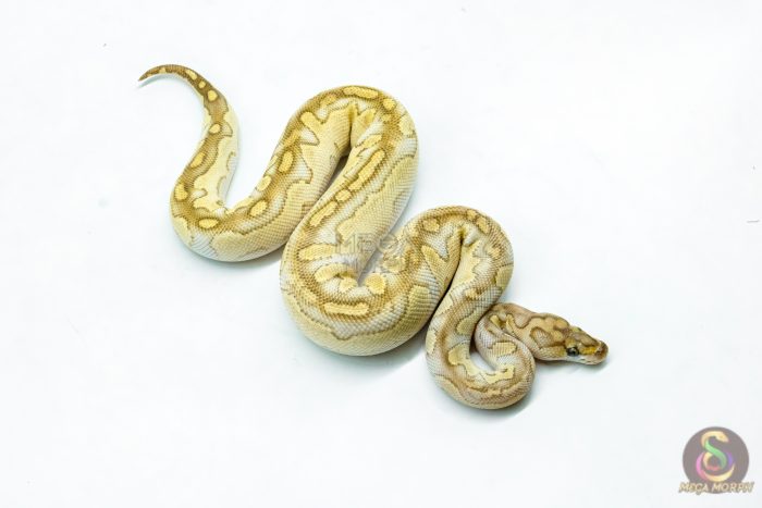 6279-2-1.jpg 6279 0.1 LESSER FIRE CLOWN - Image 2