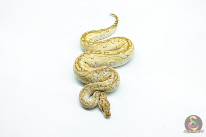 6279-3-1.jpg 6279 0.1 LESSER FIRE CLOWN - Image 3