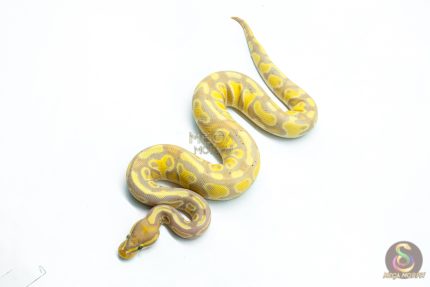 6287 1.0 CG HURRICANE YB H.CLOWN