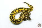 6289 0.1 HURRICANE OD YB PASTEL H.CLOWN - Image 2