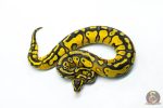 6289 0.1 HURRICANE OD YB PASTEL H.CLOWN - Image 3