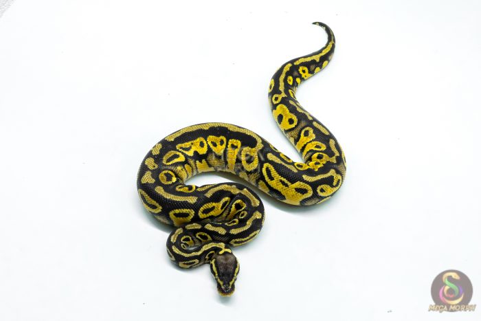 6290-3-1.jpg 6290 0.1 HURRICANE PASTEL YB H.CLOWN - Image 3