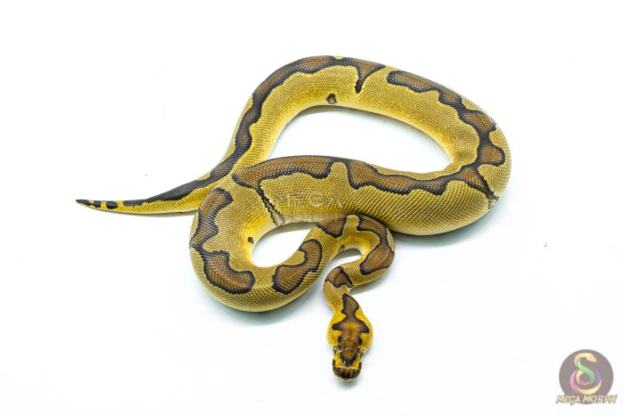 6293-3-1.jpg 6293 0.1 ENCHI CLOWN P.RS - Image 3