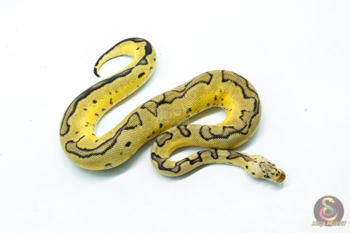 6295-2-1.jpg 6295 0.1 PASTEL ENCHI FIRE CLOWN - Image 2